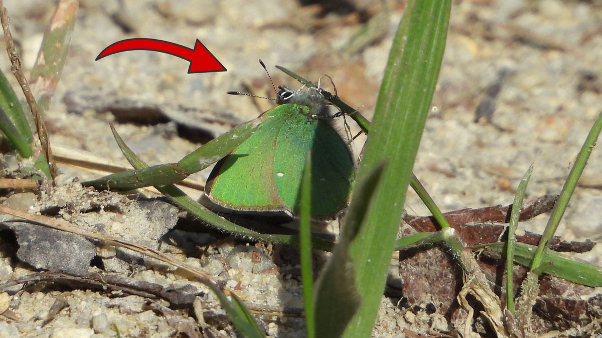 Zaskakujące odkrycie w Karkonoszach