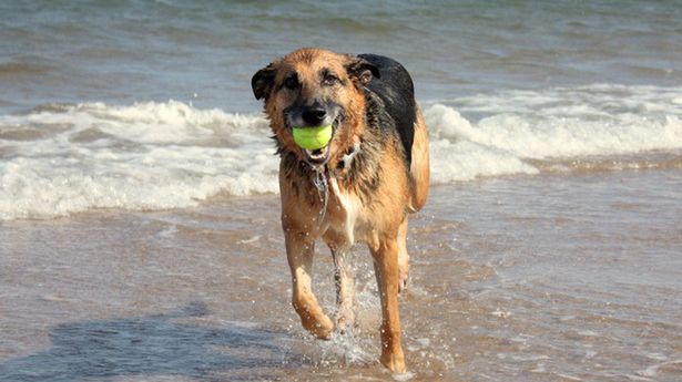 Na plażę z psem? Najlepiej do Trójmiasta 1
