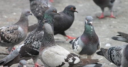 Nie wpadlibyście na to. Tak w Belgii pozbędą się nadmiaru gołębi