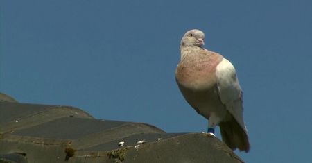 Gołąb pokonał 13 tysięcy kilometrów. Grozi mu uśpienie