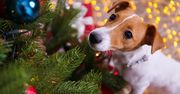 Jak zabezpieczyć choinkę przed psem lub kotem? To powinien wiedzieć każdy opiekun
