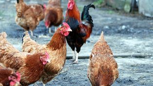 Woj. lubuskie: Zabójczy wirus dziesiątkuje hodowle drobiu. Wybito tysiące ptaków