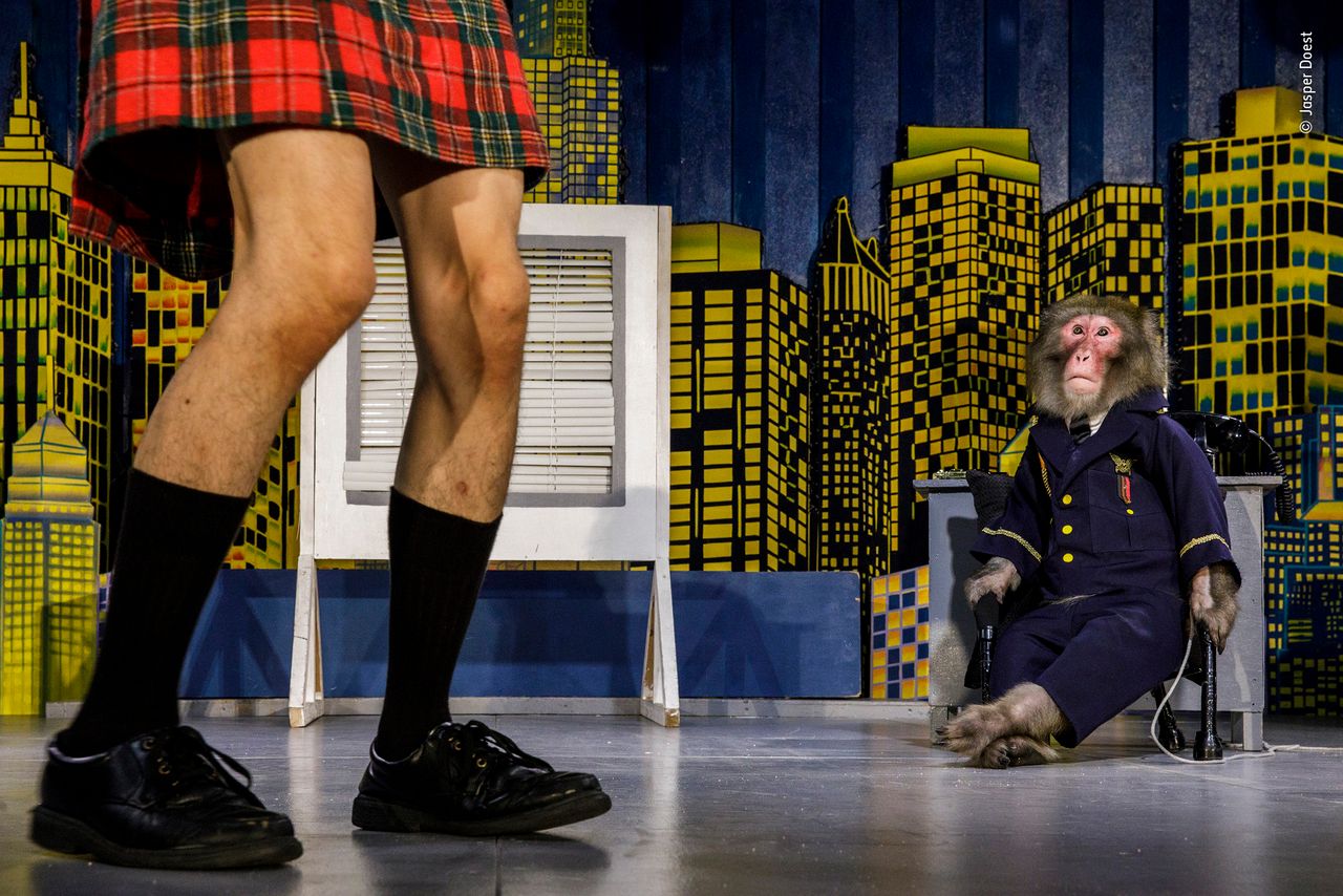 Makaki jako tancerki burleski i nie tylko. Fotograf przyjrzał się sprawie