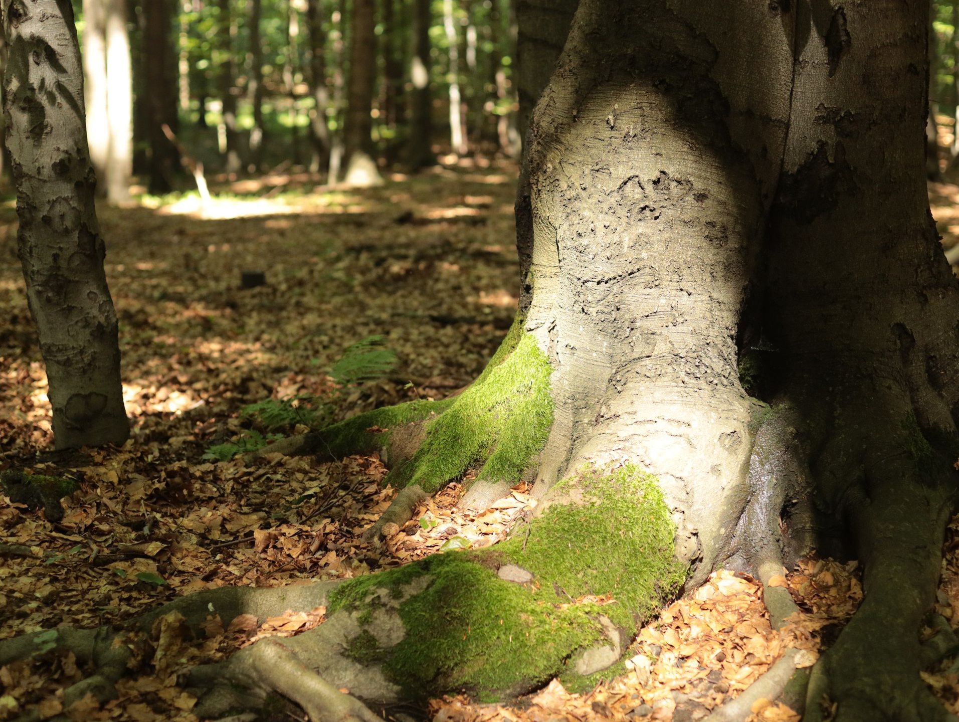 Rezerwat Las Murckowski, Katowice