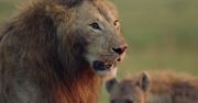 ”Król Lew” na żywo. Jeden samiec kontra 20 hien