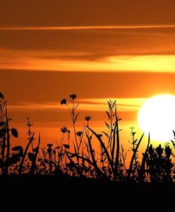 Pogoda. Wrocław. 21 lipca - orzeźwiający poranek. Później ciepło i bez deszczu