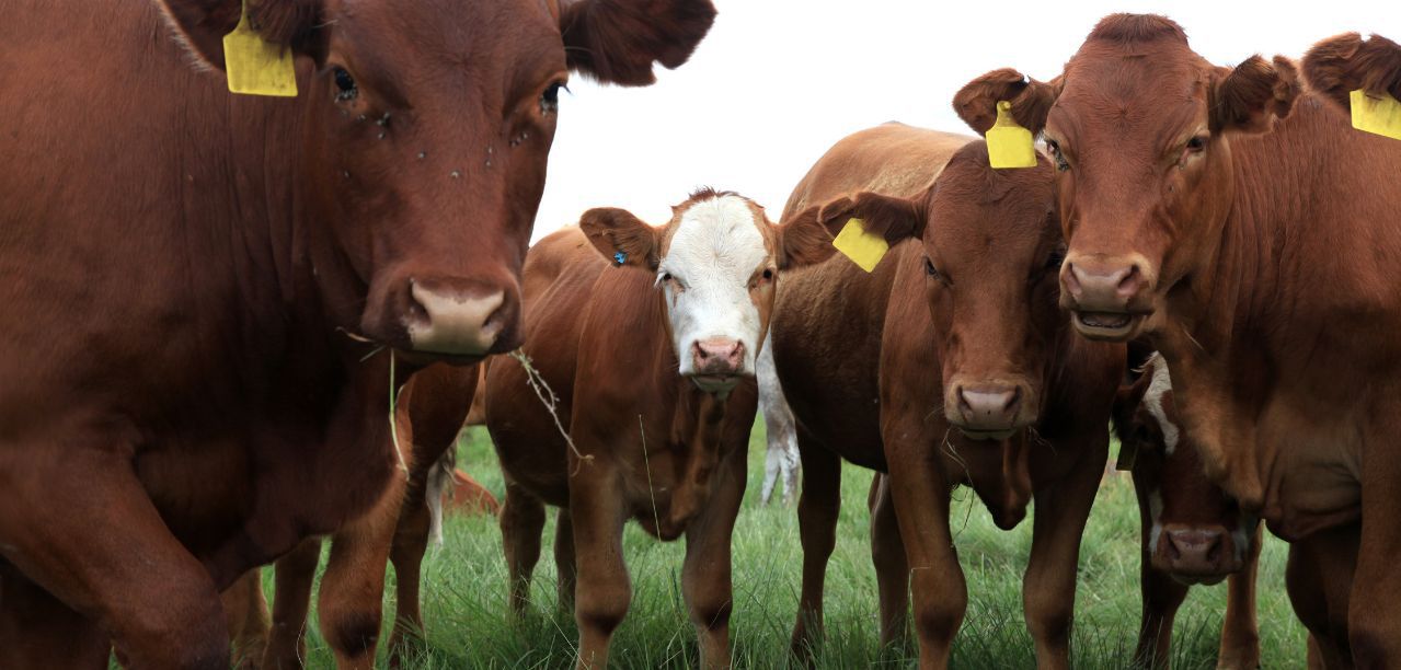 Nowe ogniska choroby niebieskiego języka. GLW potwierdza