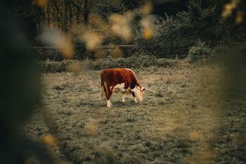 Technologie, automaty i roboty. A rolnik i tak musi wstać o 5 rano