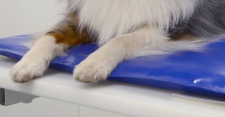 Pies wyrzucony przez okno. Policja dopiero teraz złapała sprawcę. To młody człowiek
