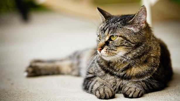 Jak podać kotu tabletkę? 1