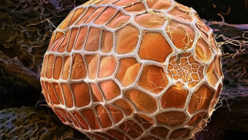 Zjedz mnie, jeśli się odważysz 1