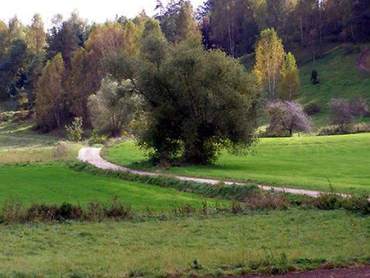 Obraz