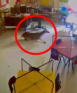 Łania wpadła do szkoły. Nagranie szturmem zdobywa internet