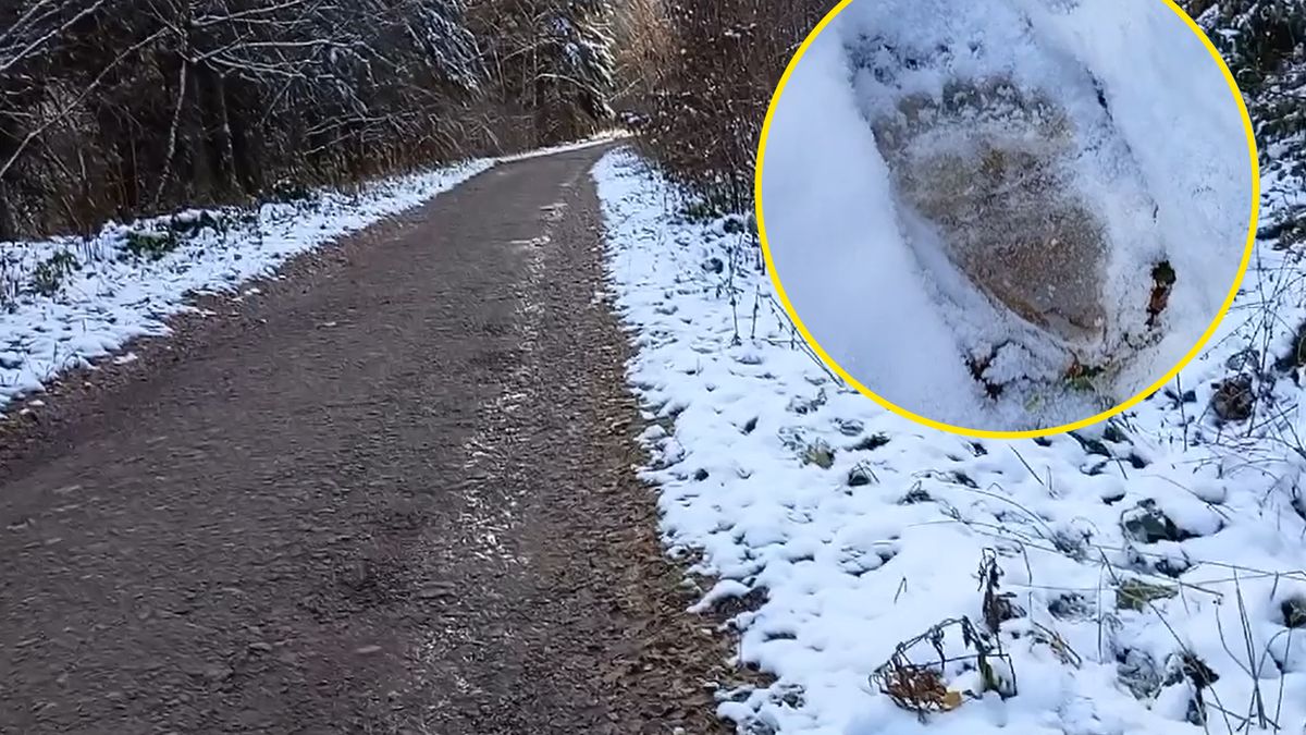 Leśnik znalazł tropy małego niedźwiadka 