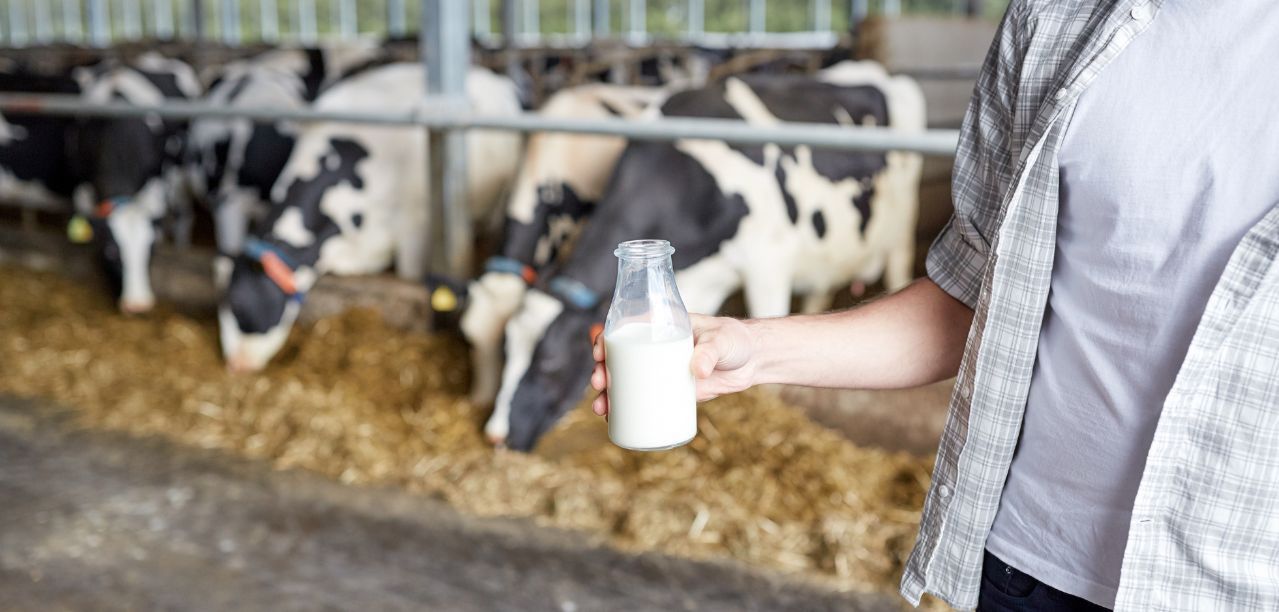 Ceny mleka spadły w październiku. Rolnicy: "Różnice między województwami są ogromne"