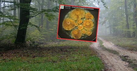 To polska tradycja kulinarna. Leśnicy zabrali głos ws. rydzów
