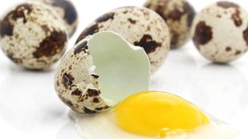 Właściwości jajek przepiórczych (WIDEO)