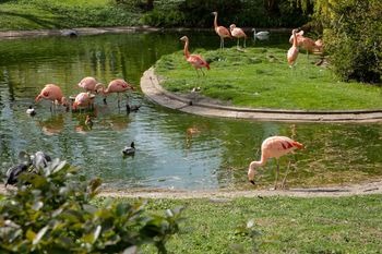 Warszawskie ZOO szykuje nową atrakcję. Powstanie "Karmazynowa Laguna"