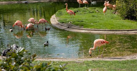 Warszawskie ZOO szykuje nową atrakcję. Powstanie "Karmazynowa Laguna"
