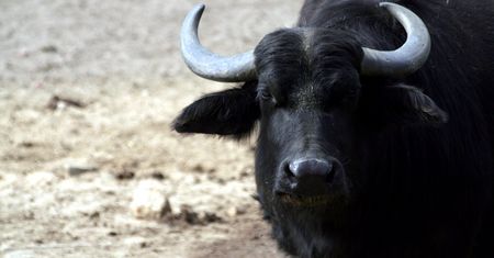 Byk z Doruchowa "na gigancie". Może być niebezpieczny