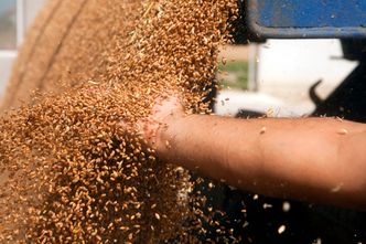Ukraińskie agroholdingi z rekordowymi zyskami. Najwięcej sprzedały do UE