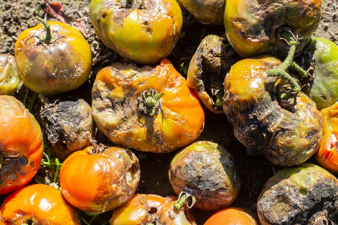 Atakują we wrześniu. Rakotwórcze toksyny niszczą nerki i wątrobę