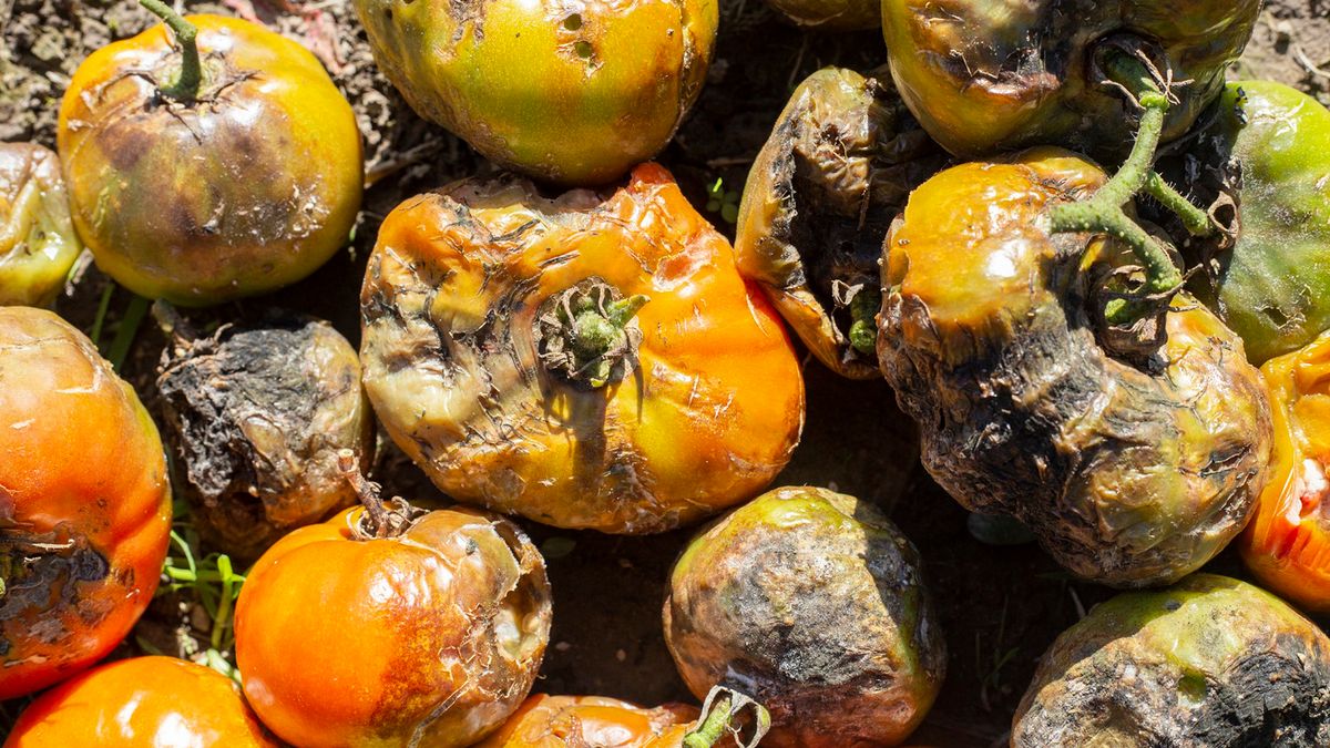 Nie tylko alergicy muszą mieć się na baczności. Rakotwórcze toksyny niszczą nerki i wątrobę