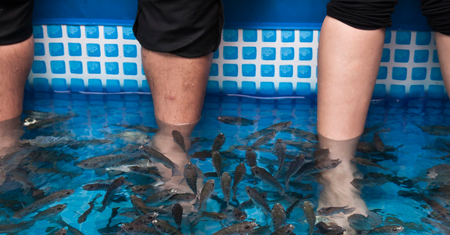 Garra rufa – wygląd, hodowla, fish pedicure