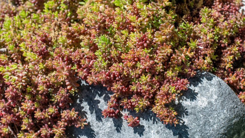 Rozchodnik biały (Sedum album)
