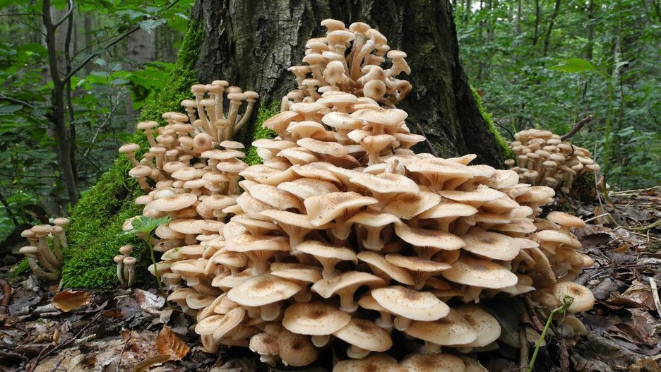 Dla ludzi opieńki są smaczne, zdrowe i wszechstronne w kuchni, pod warunkiem odpowiedniego przygotowania.