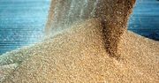 Nowy raport dotyczący zbóż. Wkłada kij w mrowisko