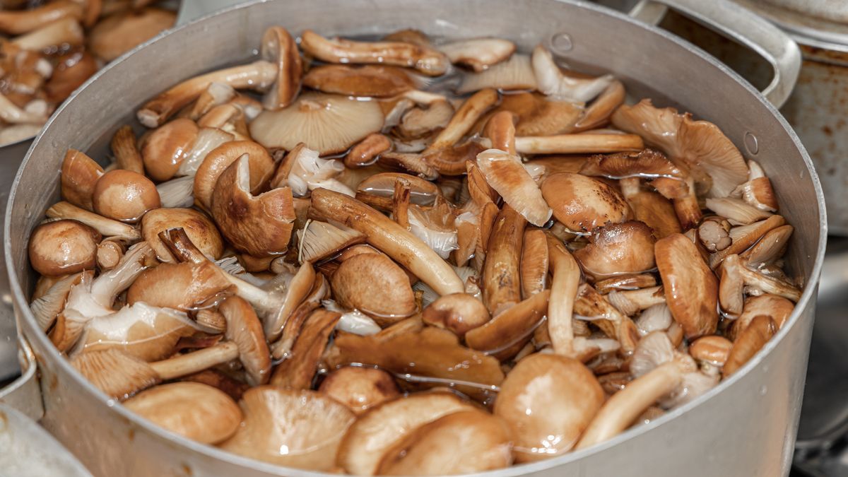 Opieńki są znacznie smaczniejsze niż mogłoby ci się wydawać