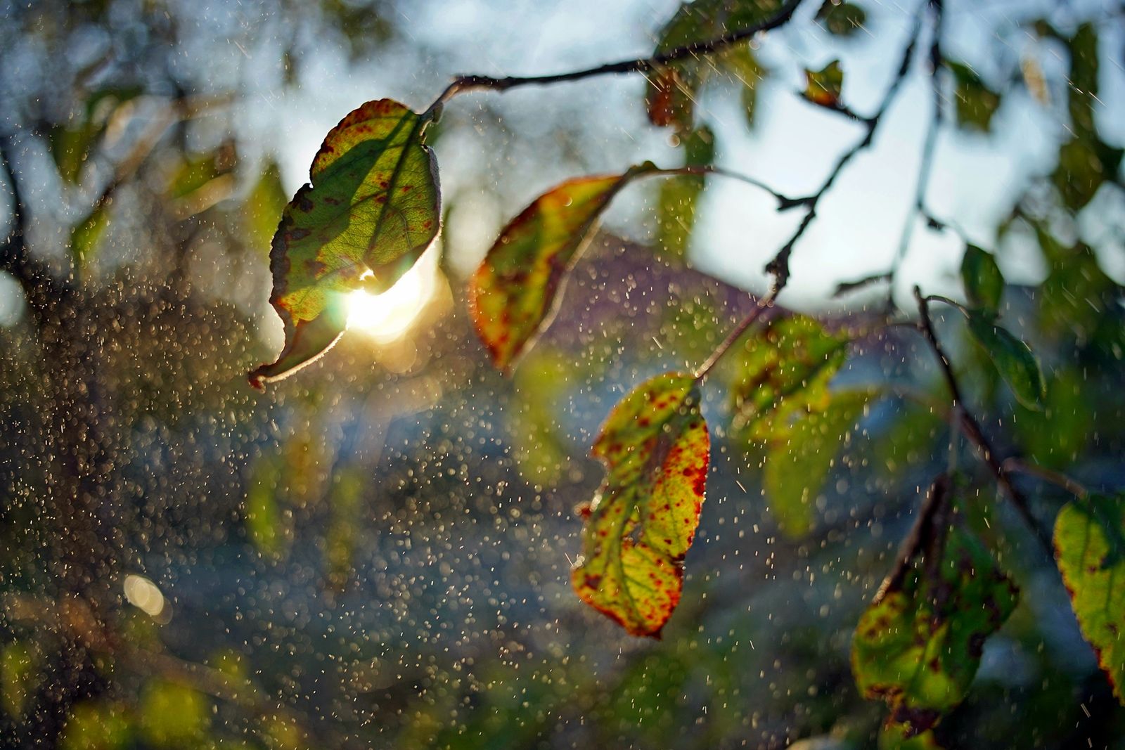 Trzydziestka piątka kontra trzydziestka piątka czyli Sony A7 + Sony Zeiss Sonnar T* FE 35 mm f/2,8 ZA i Canon FD 35 mm f/2,8 31