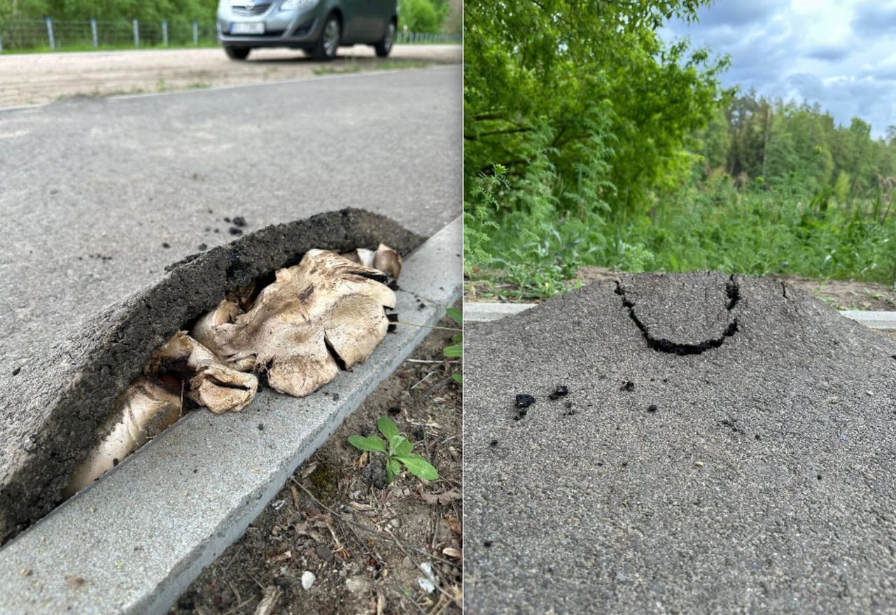 Grzybnia na Podlasiu podniosła asfalt. To jak akcja z "The Last of Us"