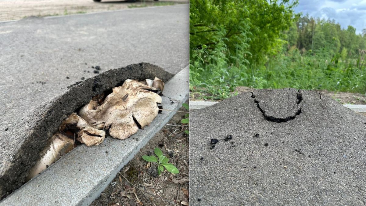Grzybnia, która podniosła asfalt. Niezwykła sytuacja na Podlasiu