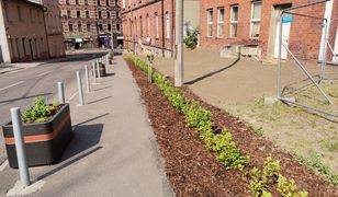 Katowice. Miasto realizuje "zielone" pomysły