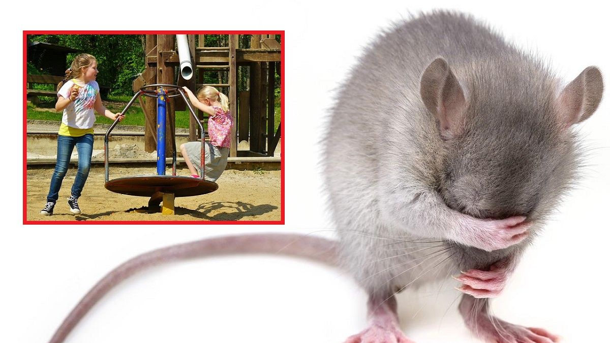 Zdjęcie poglądowe. Dramat na placu zabaw. Dziewczynka znęca się nad myszami. "Rzuca, spuszcza na zjeżdżalni, zakopuje"