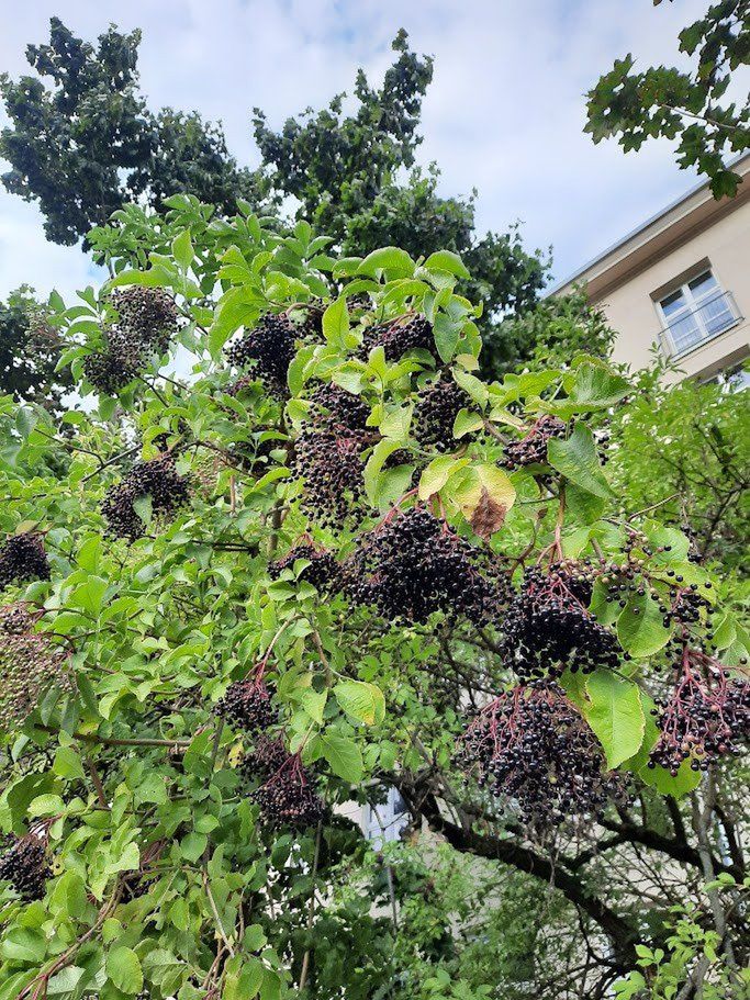 czarny bez