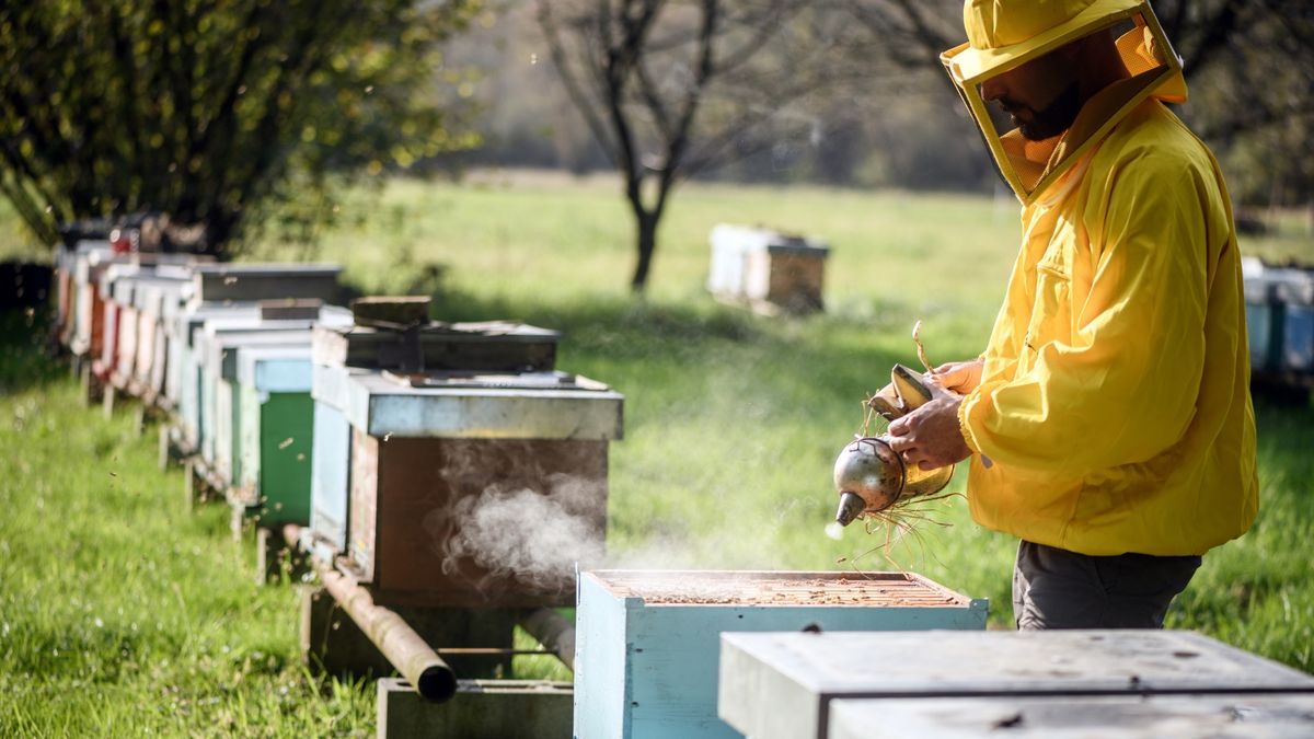 Pszczelarze biją na alarm po kolejnym ognisku zakaźnej choroby