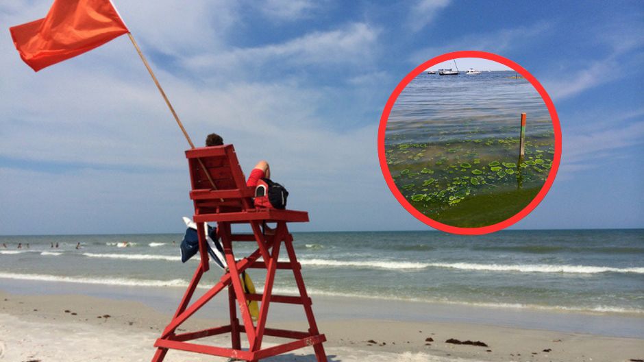 Czerwone flagi na Kaszubach i nad Bałtykiem. Sanepid zamyka kąpieliska przez sinice