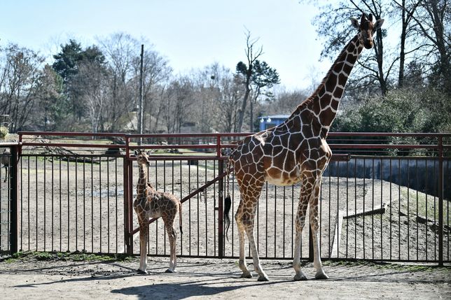 Mała żyrafa urodzona we wrocławskim zoo