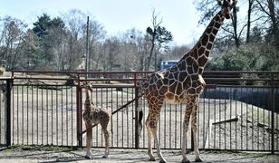 Mała żyrafa urodzona we wrocławskim zoo