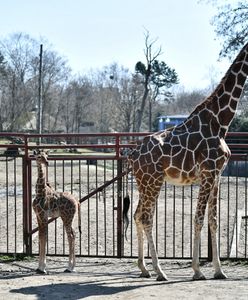 Mała żyrafa urodzona we wrocławskim zoo