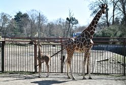 Mała żyrafa urodzona we wrocławskim zoo