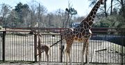 Mała żyrafa urodzona we wrocławskim zoo