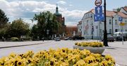 Płock rozda mieszkańcom 1400 bratków