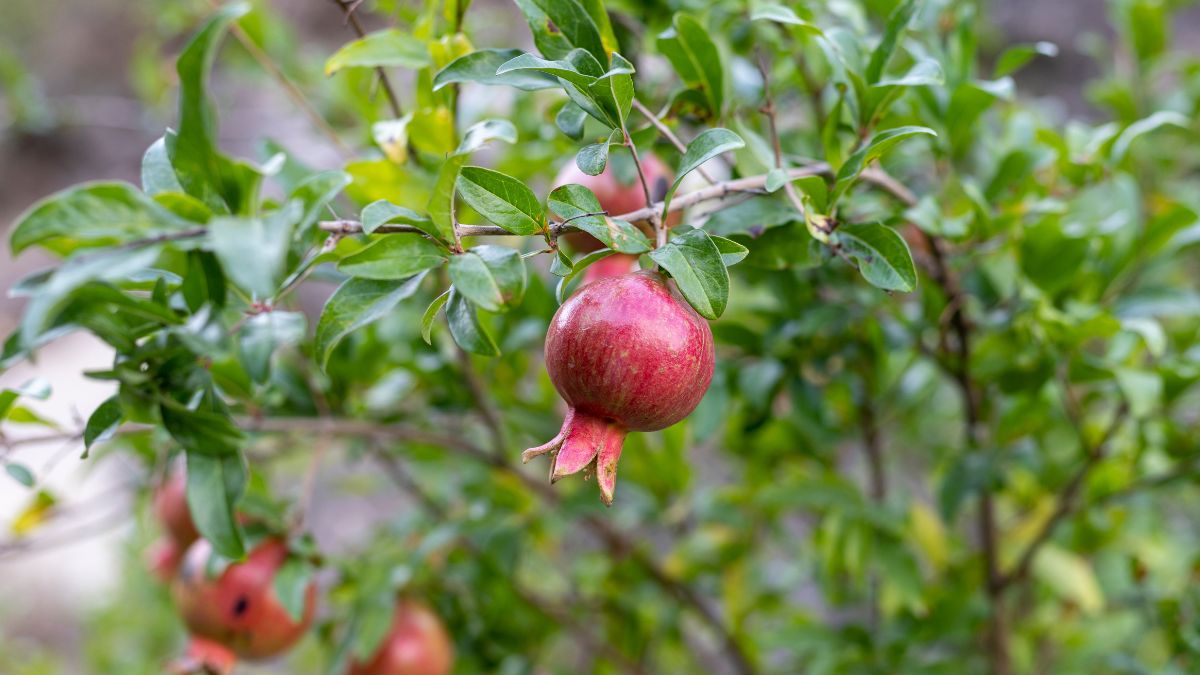 Jak sadzić granaty?