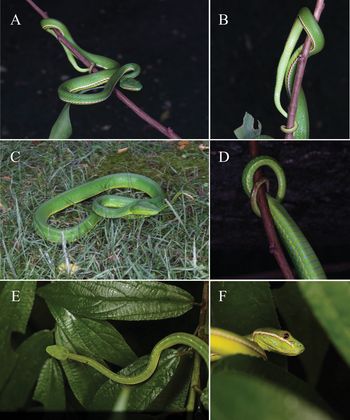 Chiny: Nowy gatunek węża. Nazwa nie jest przypadkowa