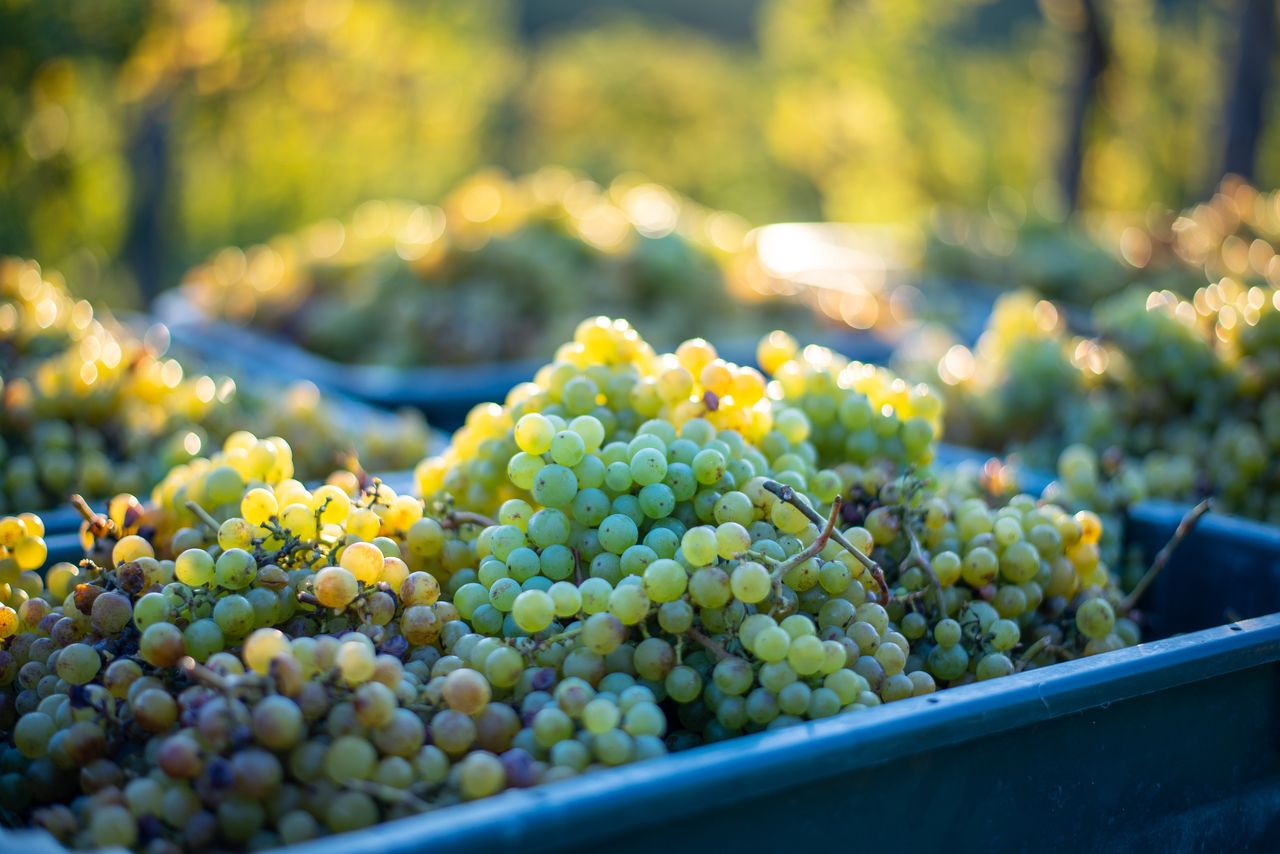 Explore riesling: The King of white wines takes June spotlight