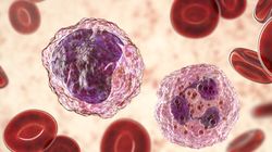 Neutrofile - badanie, normy, cel badania